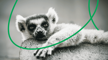 Madagascar 2025: Travel Tips & Must-See Attractions